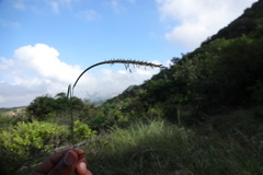 Enteropogon monostachyos